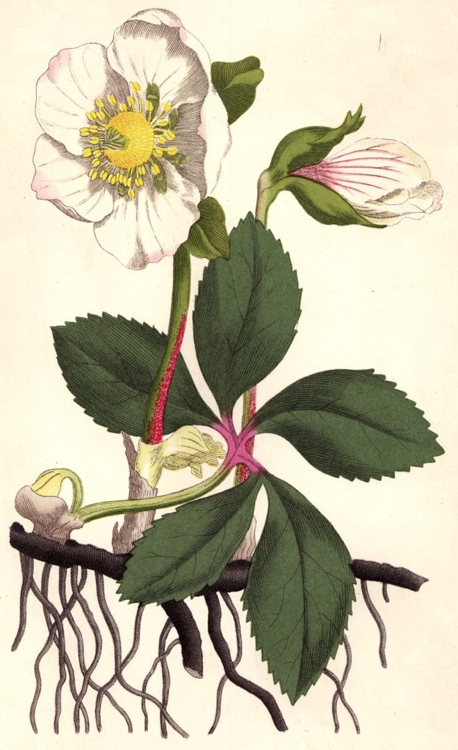 botanical drawing strawberry